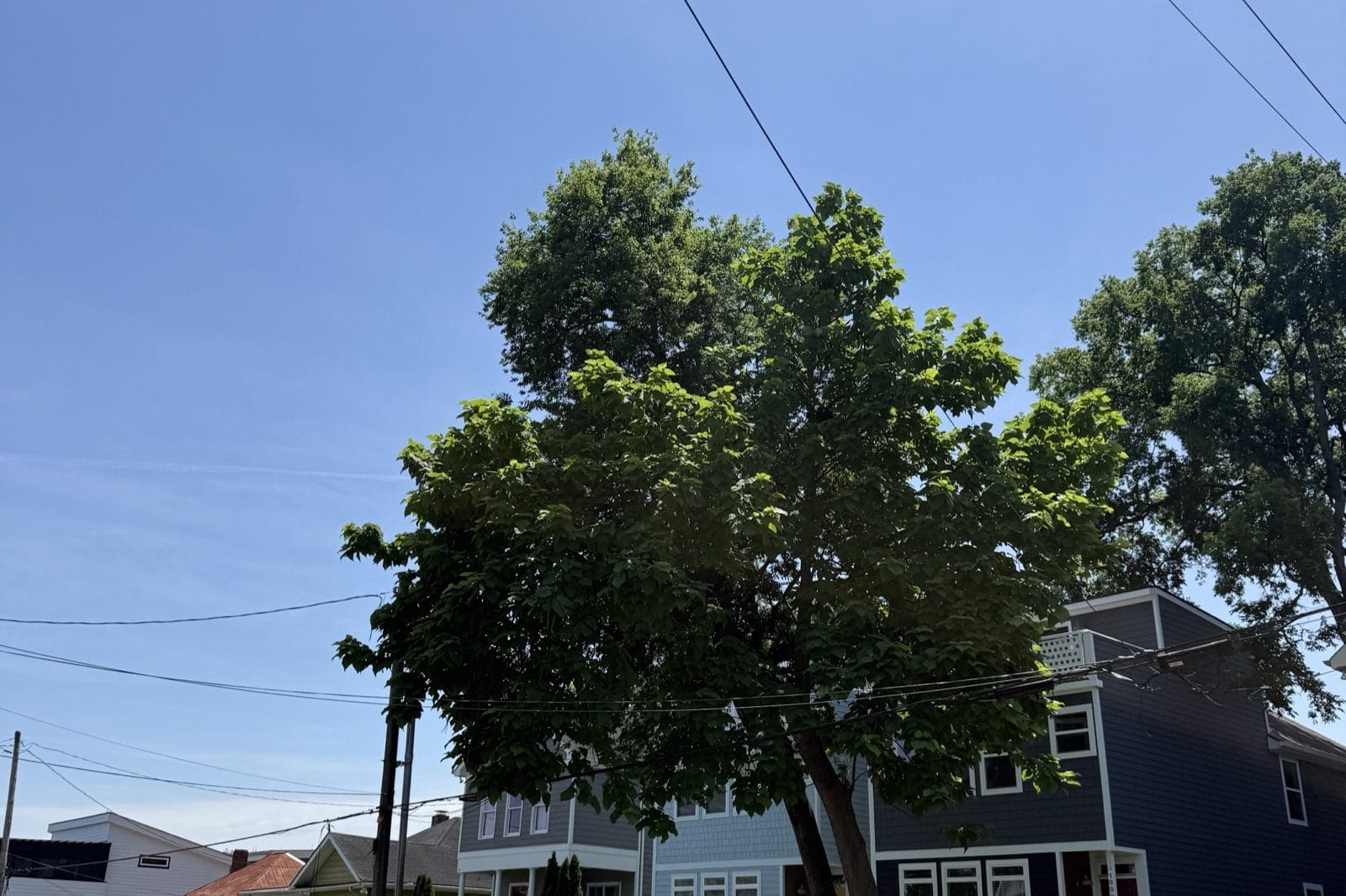 A mature maple shading a street of Nashville-area homes under a clear sky