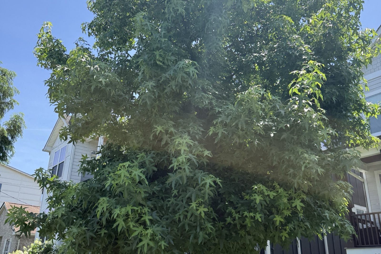 A large sweetgum tree in front of a Middle Tennessee residential home
