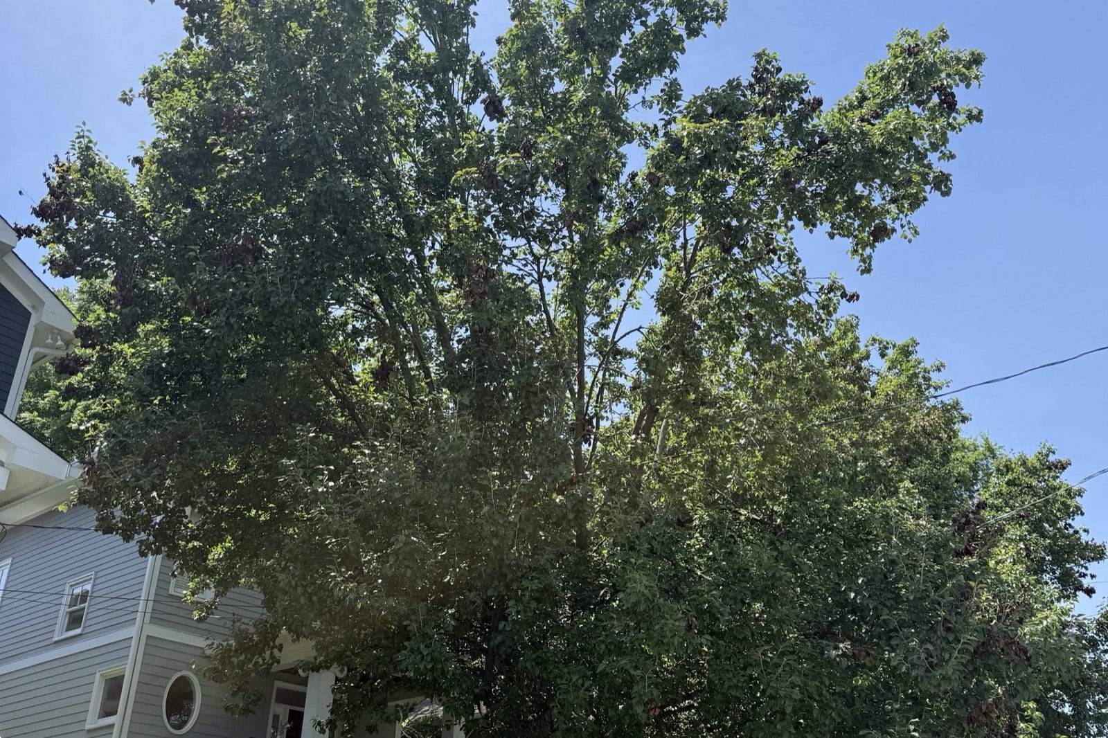 A tall hardwood canopy over a residential home in Middle Tennessee